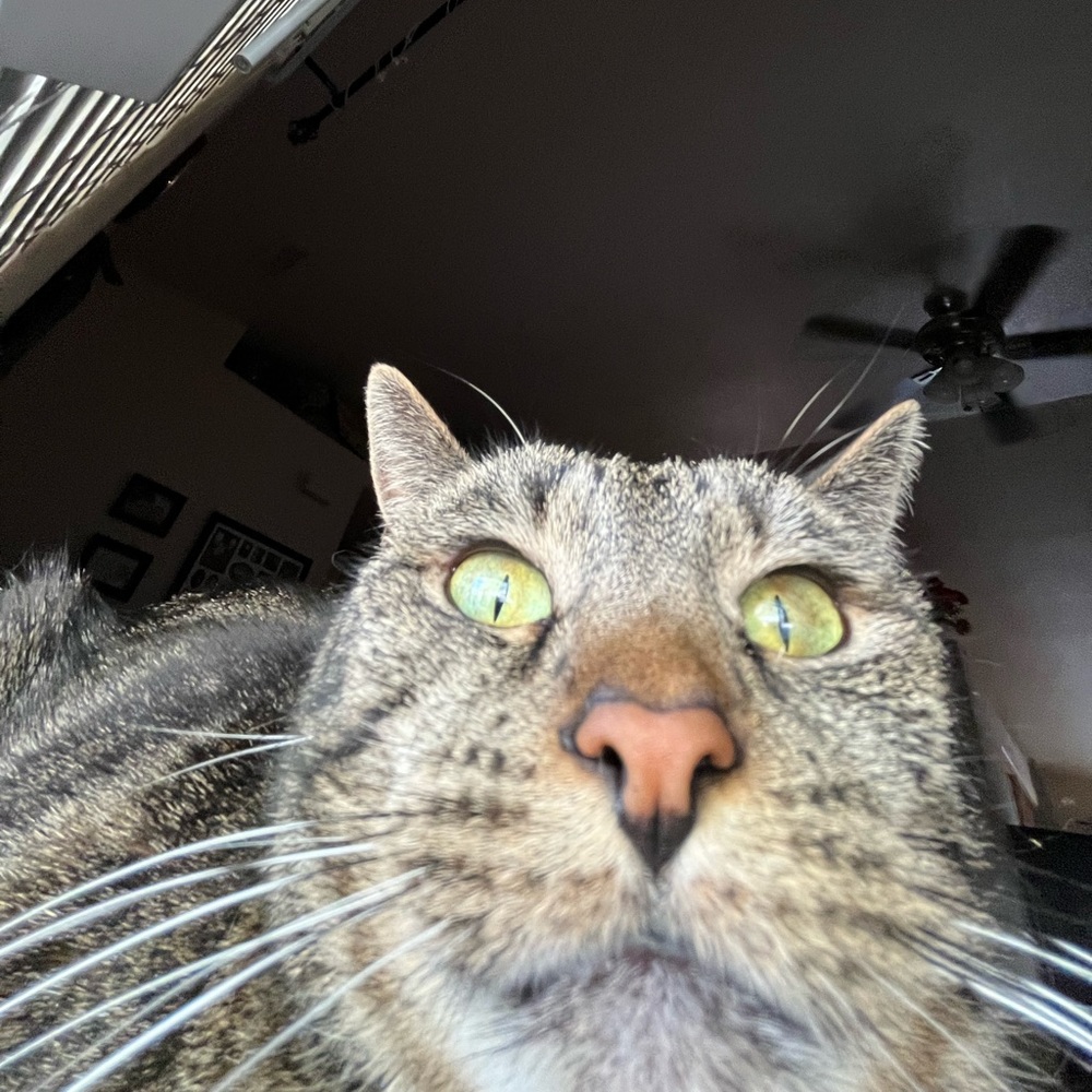 Meet your Posher, Lilian